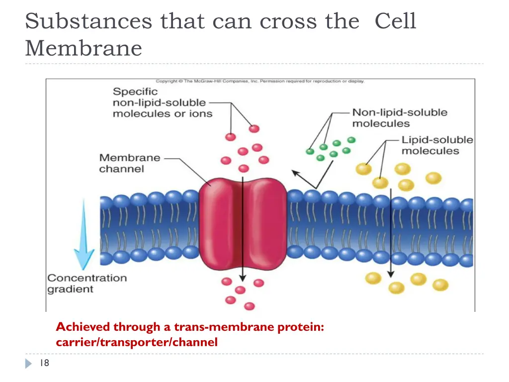 substances that can cross the cell membrane 2