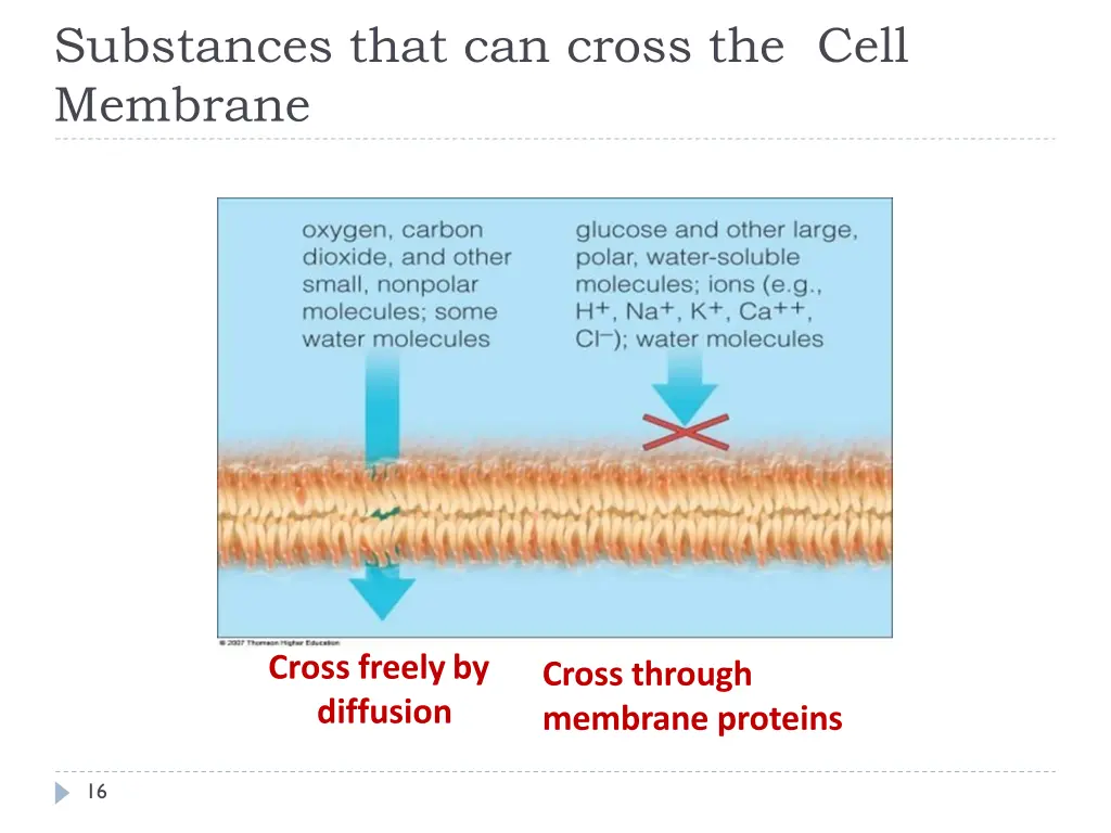 substances that can cross the cell membrane