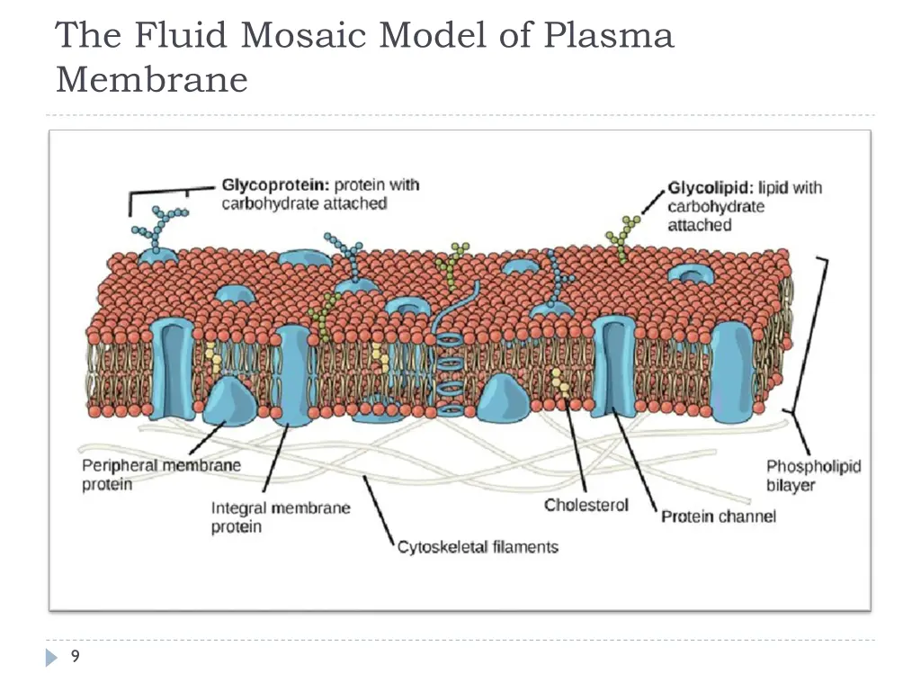 the fluid mosaic model of plasma membrane