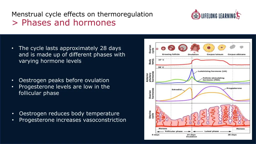 menstrual cycle effects on thermoregulation