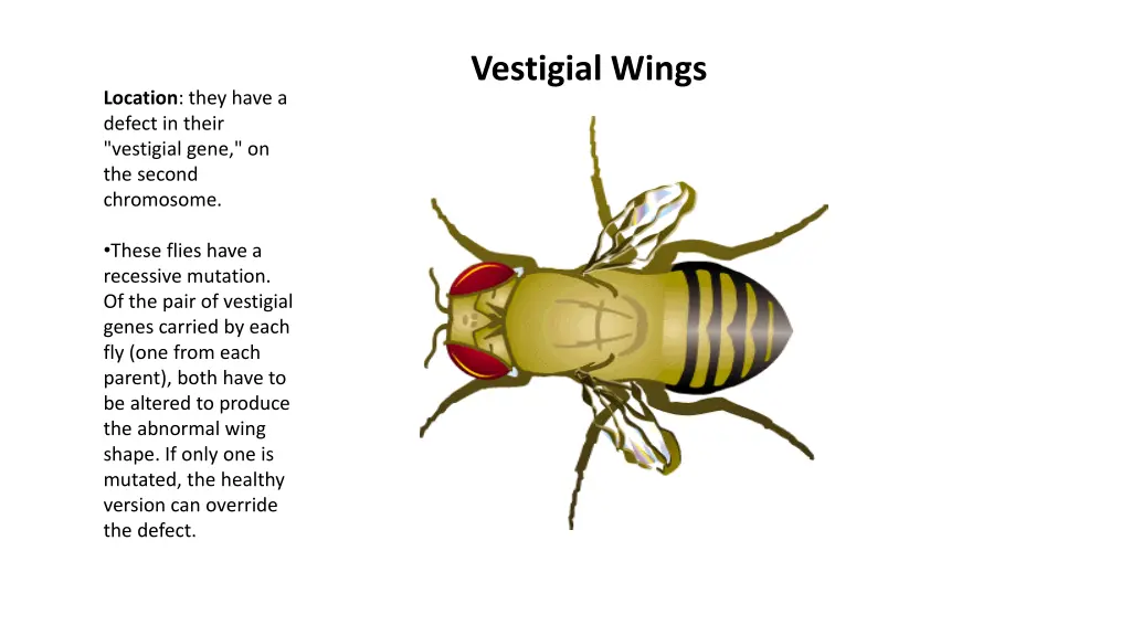 vestigial wings