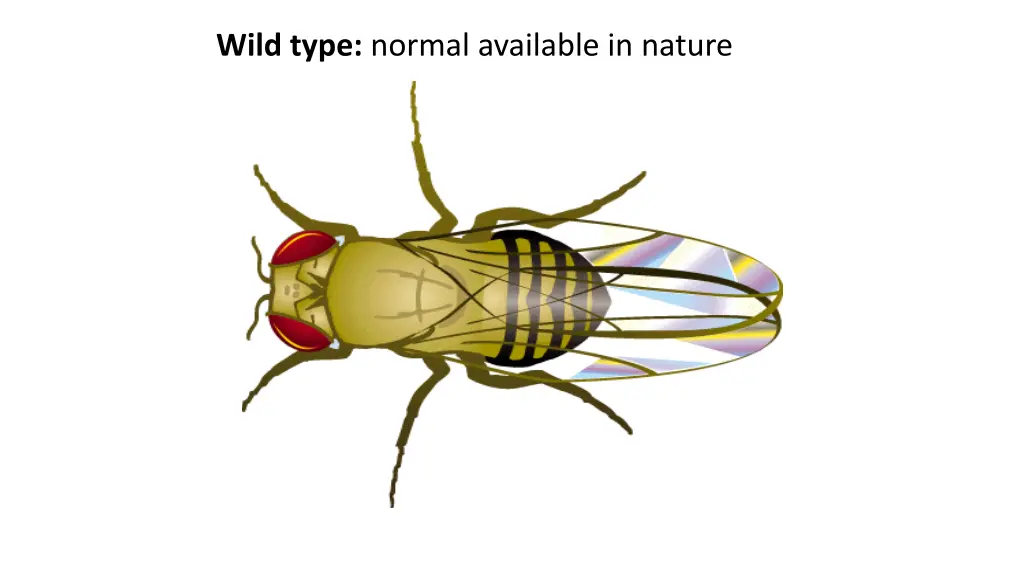 wild type normal available in nature