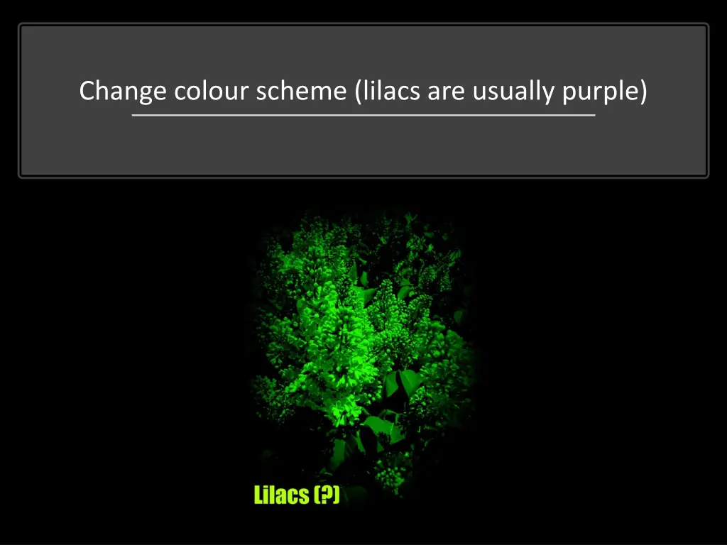 change colour scheme lilacs are usually purple