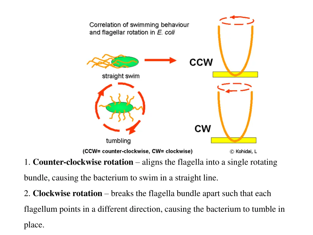 1 counter clockwise rotation aligns the flagella