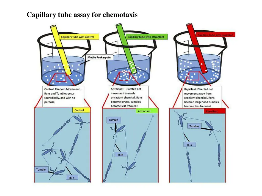 capillary tube assay for chemotaxis