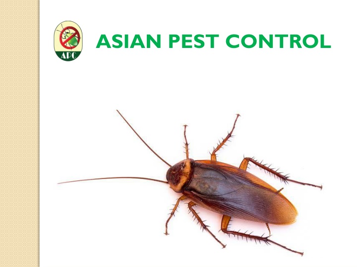 asian pest control