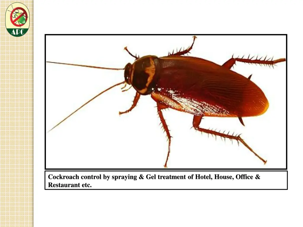 cockroach control by spraying gel treatment