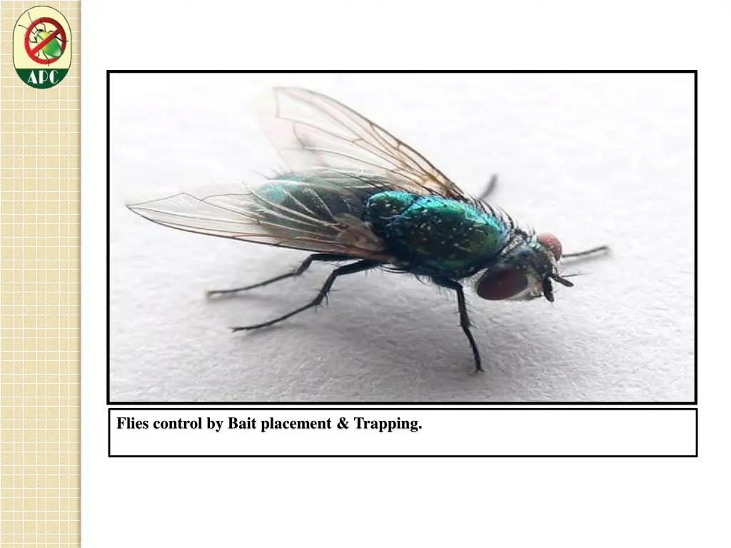 flies control by bait placement trapping