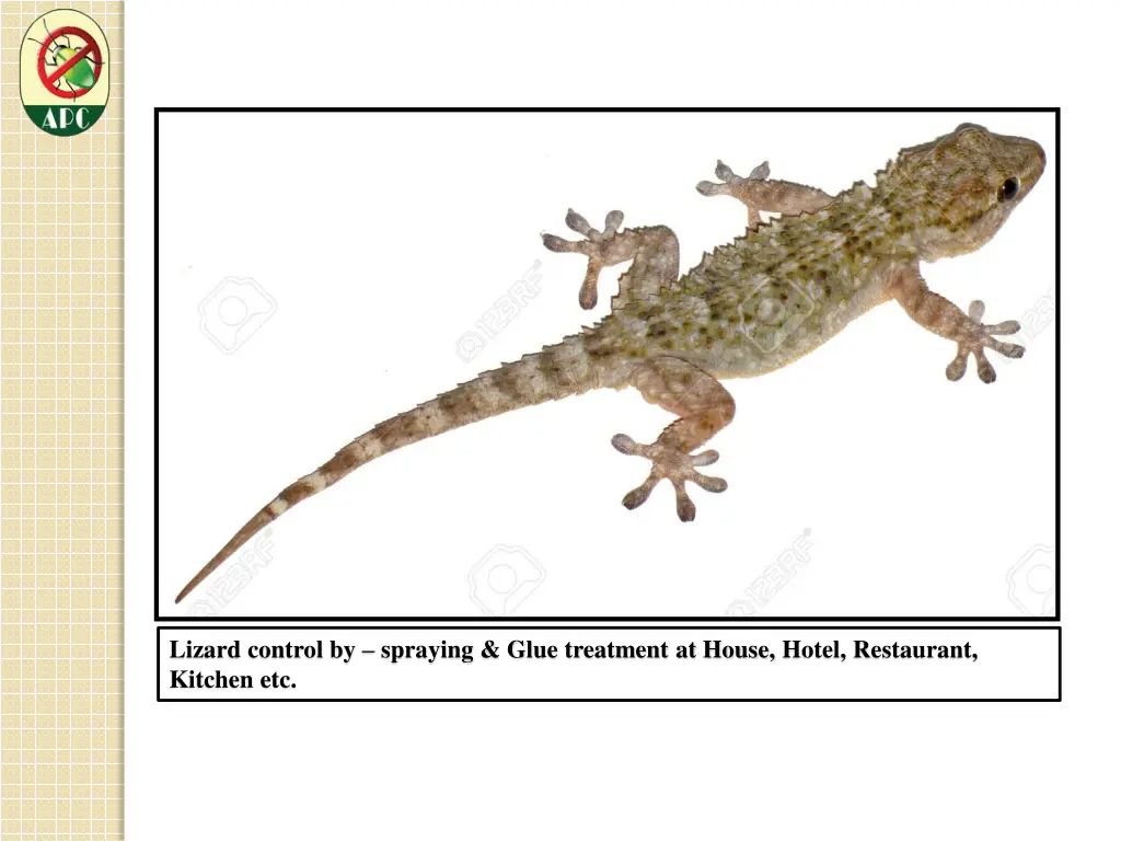 lizard control by spraying glue treatment