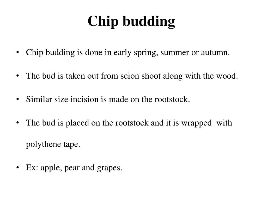 chip budding