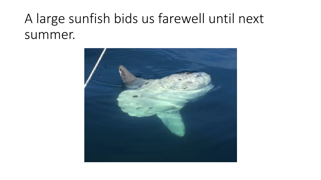 a large sunfish bids us farewell until next summer