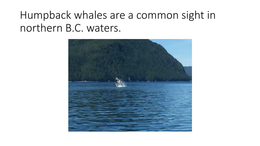 humpback whales are a common sight in northern