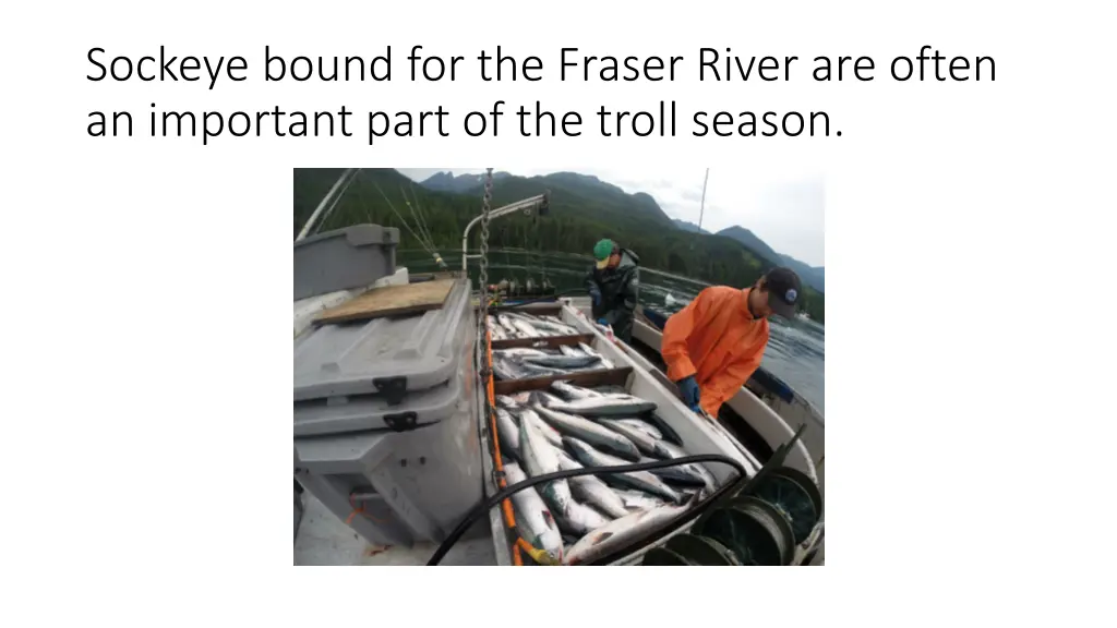 sockeye bound for the fraser river are often