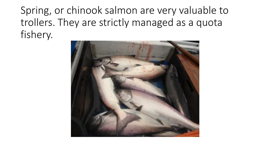 spring or chinook salmon are very valuable