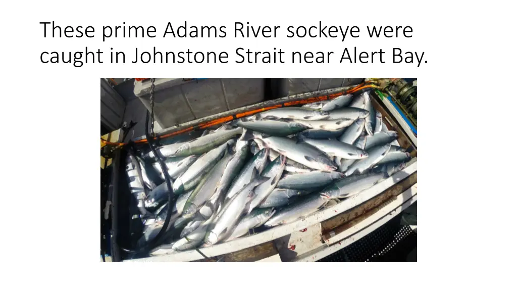 these prime adams river sockeye were caught