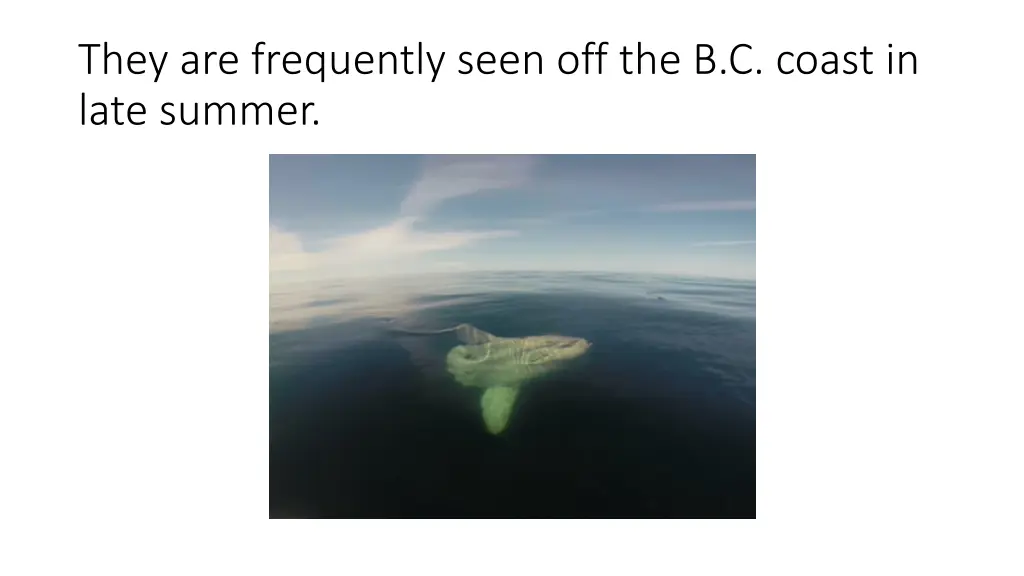 they are frequently seen off the b c coast