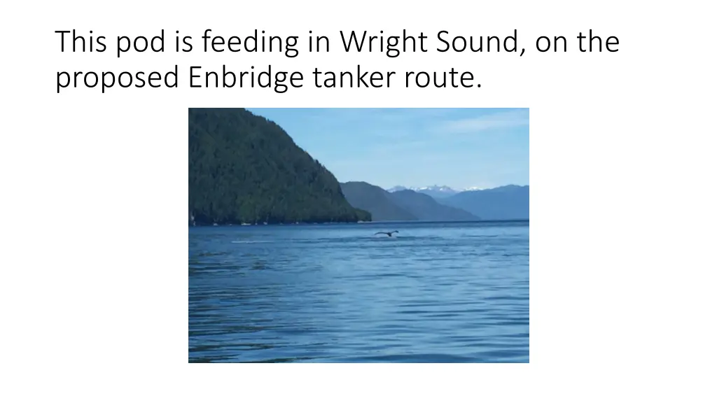 this pod is feeding in wright sound