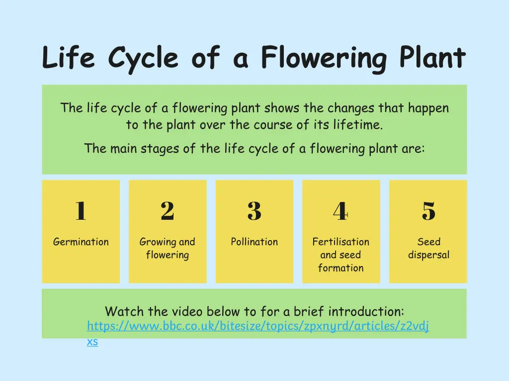 life cycle of a flowering plant