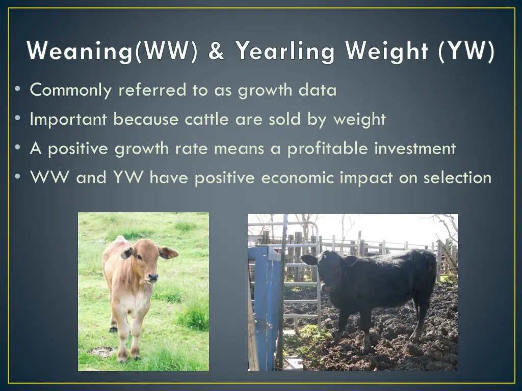 weaning ww yearling weight yw