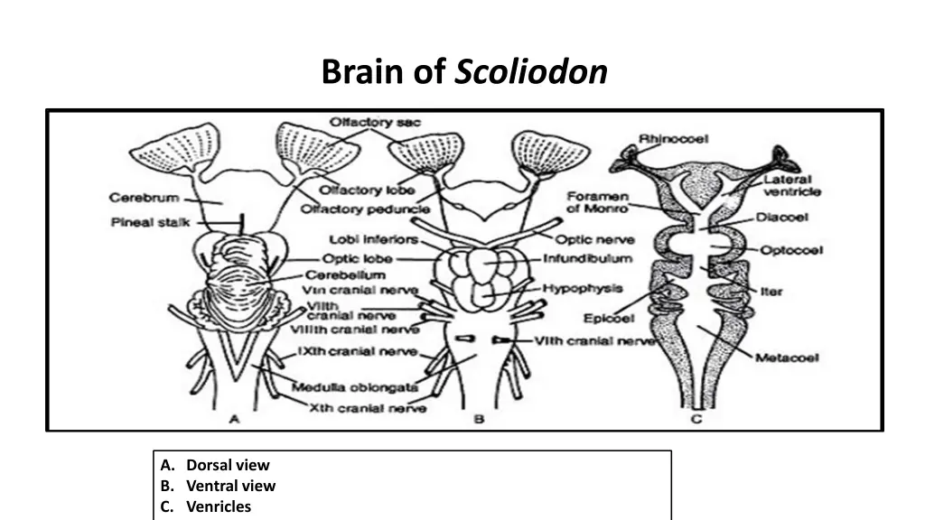 brain of scoliodon