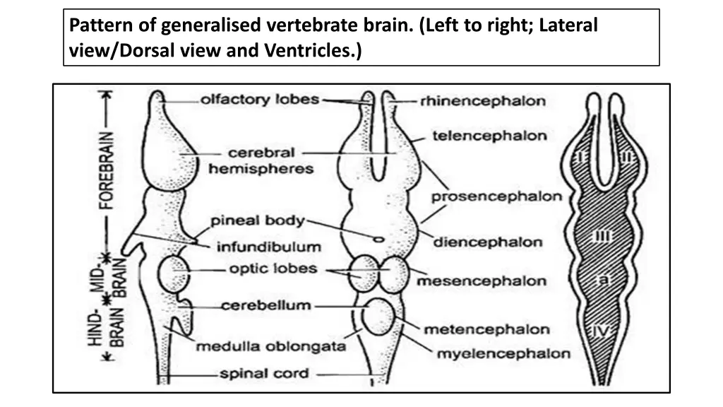 pattern of generalised vertebrate brain left