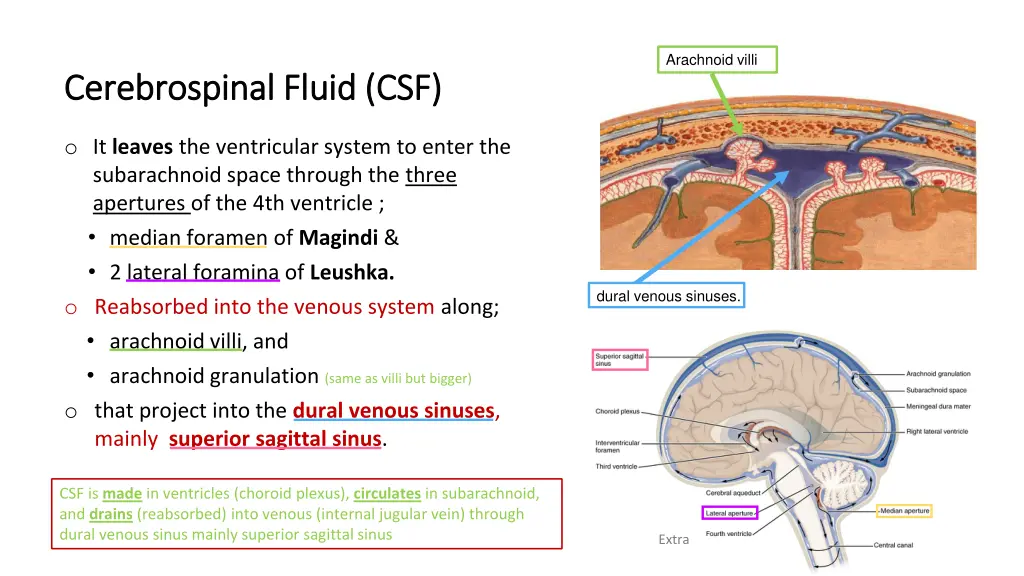 arachnoid villi