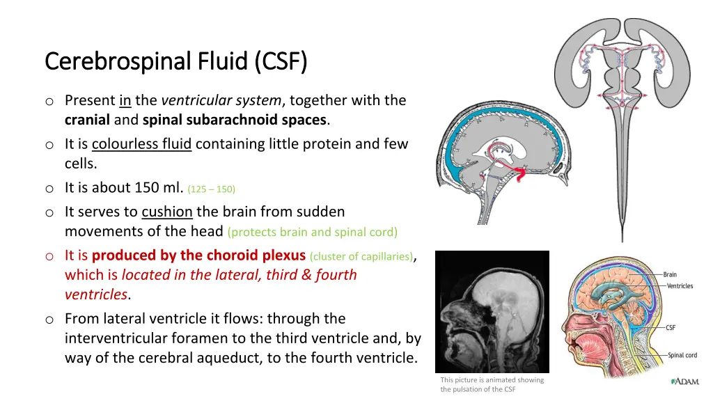 cerebrospinal fluid csf cerebrospinal fluid csf