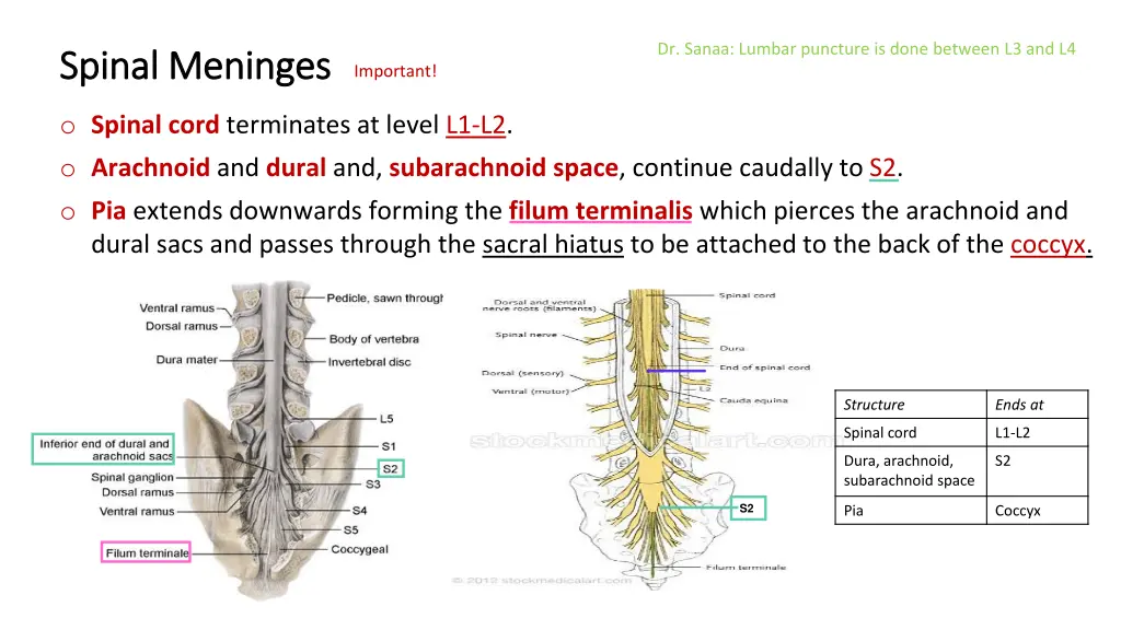 dr sanaa lumbar puncture is done between l3 and l4