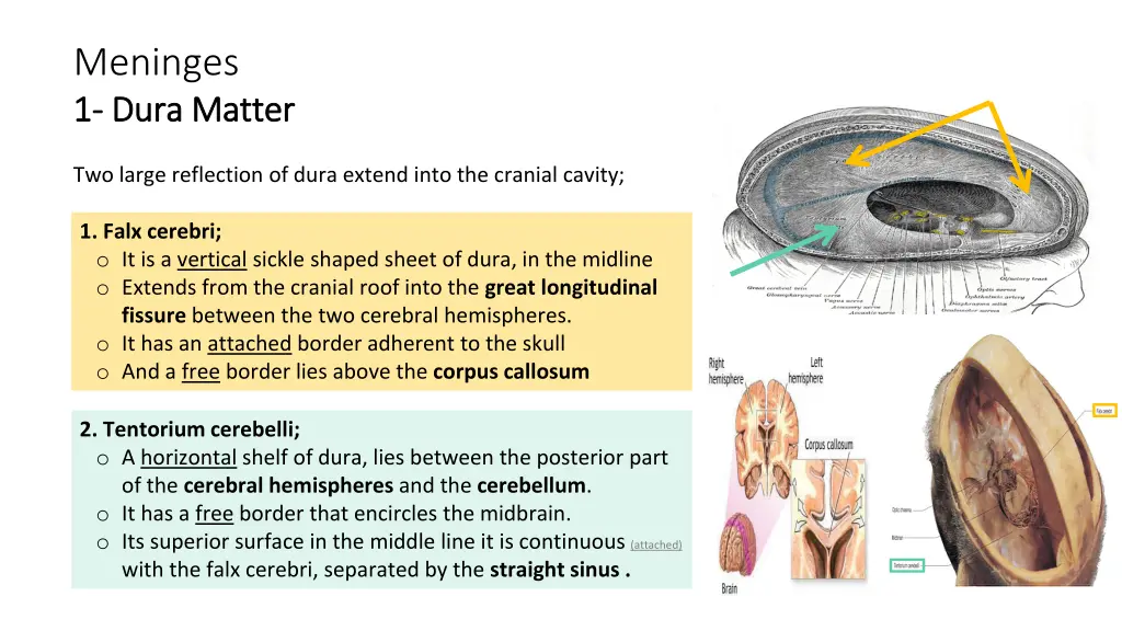 meninges 1 1 dura matter dura matter 1