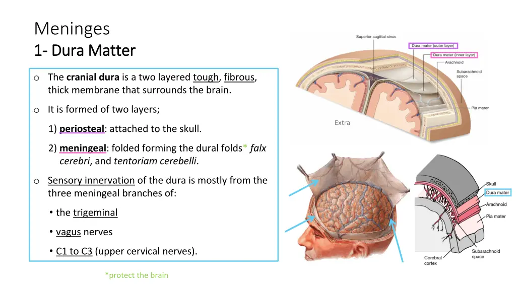 meninges 1 1 dura matter dura matter