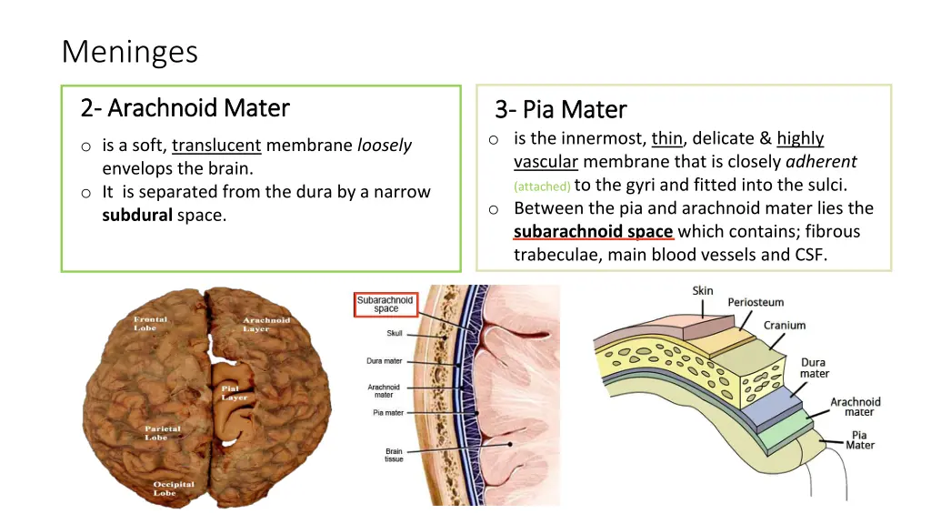 meninges