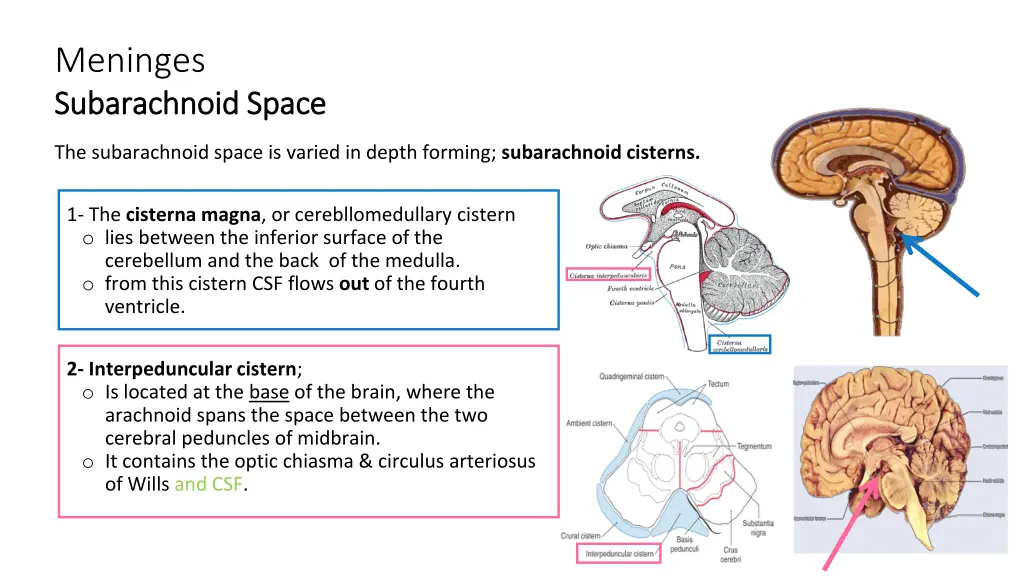 meninges subarachnoid space subarachnoid space