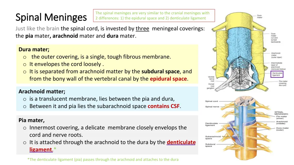 the spinal meninges are very similar