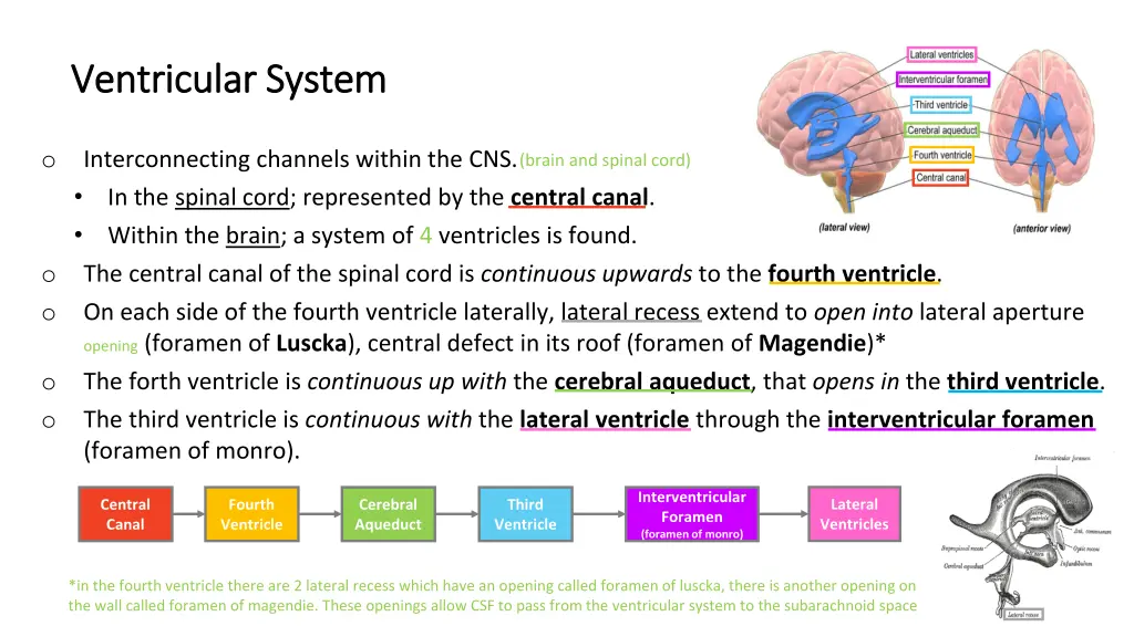 ventricular system ventricular system