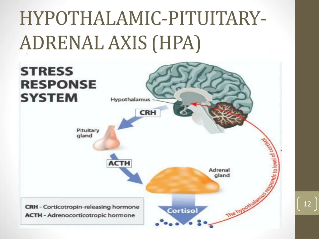 hypothalamic pituitary adrenal axis hpa