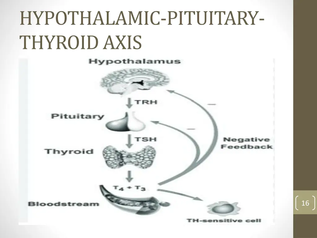 hypothalamic pituitary thyroid axis