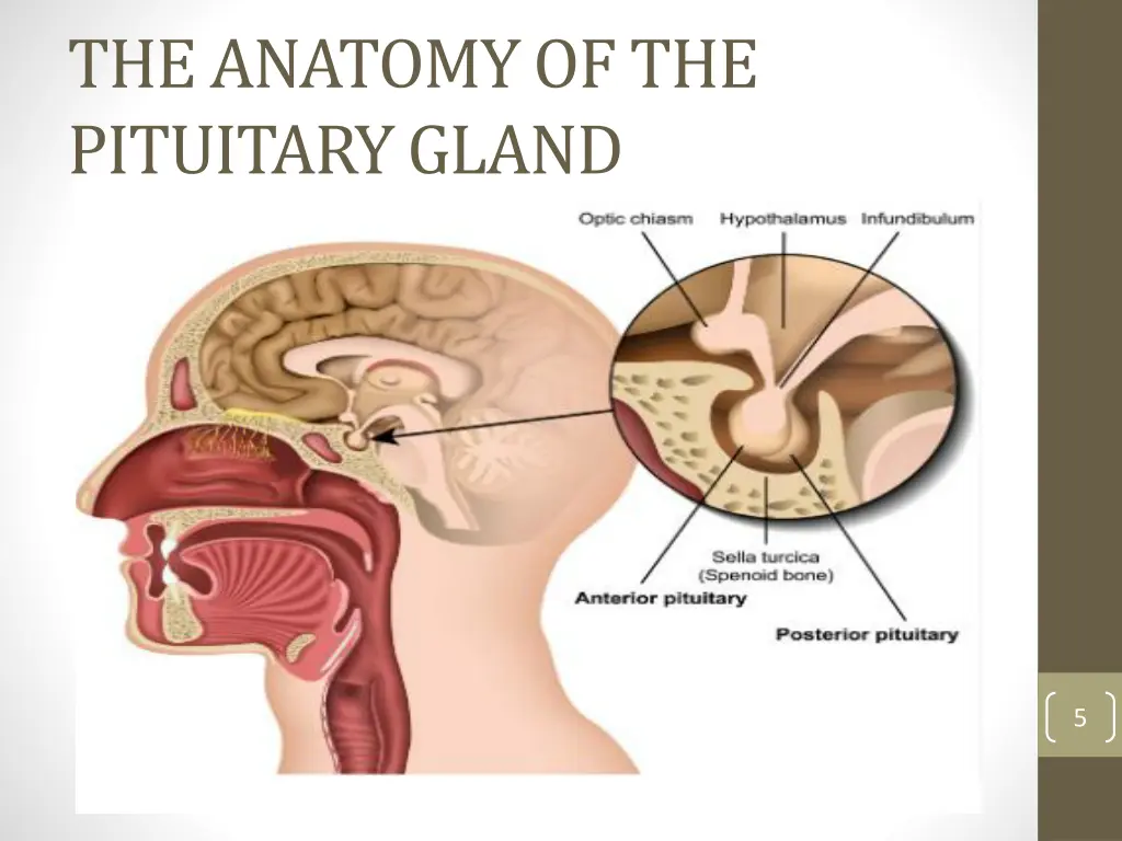 the anatomy of the pituitary gland