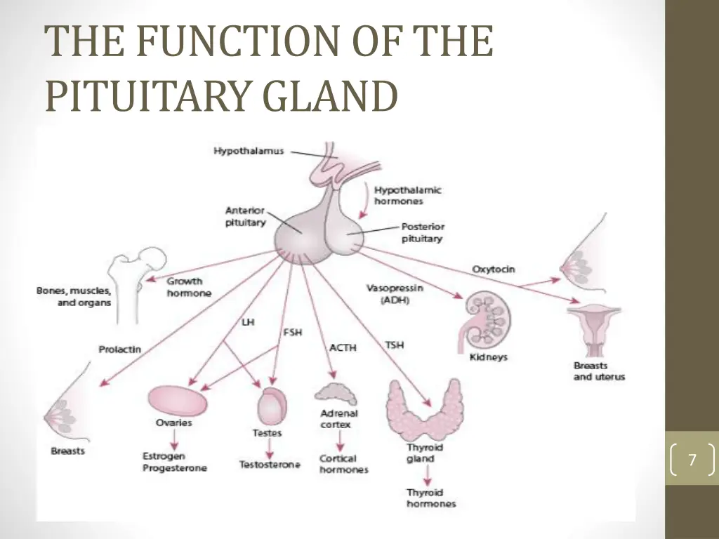 the function of the pituitary gland