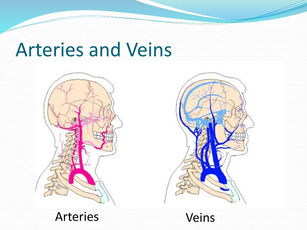 arteries and veins