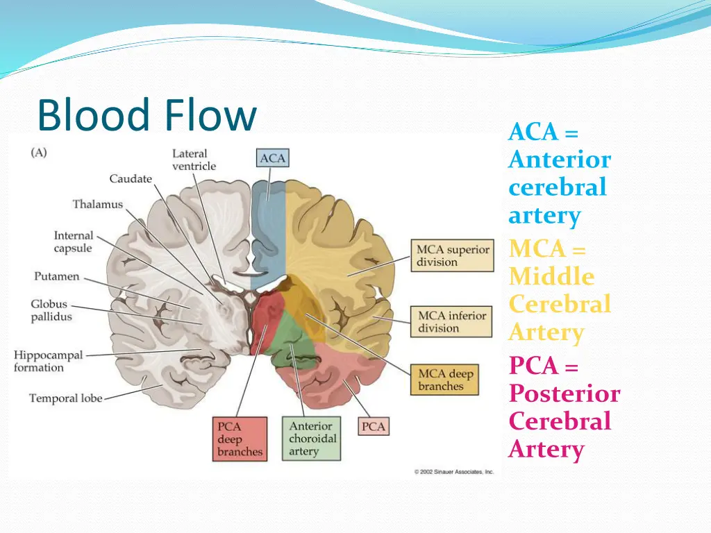 blood flow