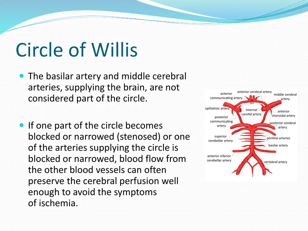 circle of willis