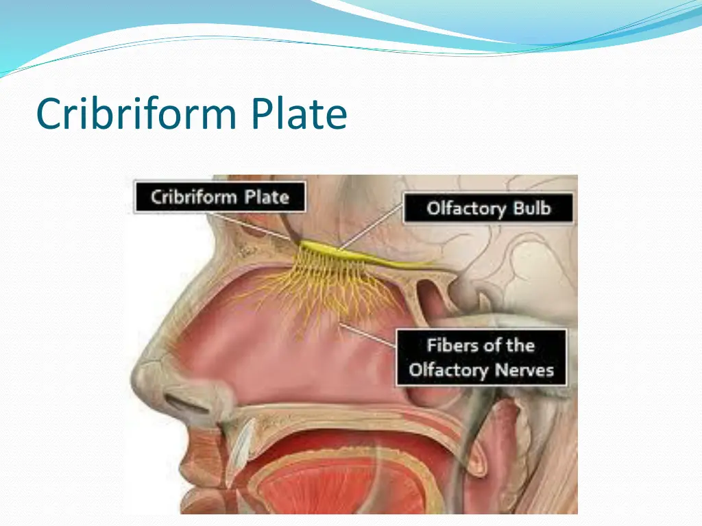 cribriform plate