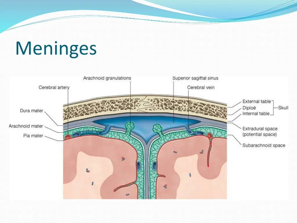 meninges 1