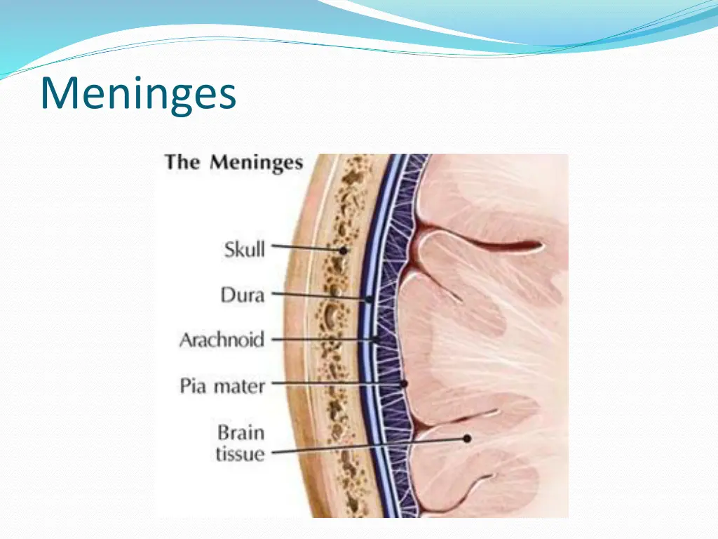 meninges