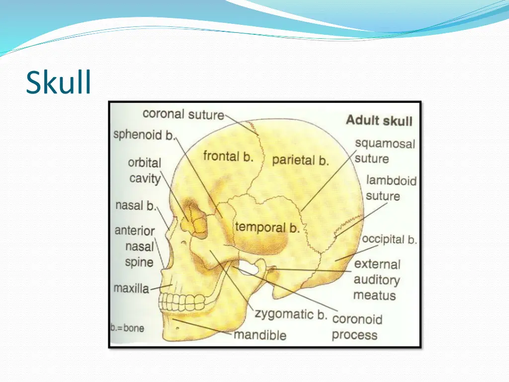 skull