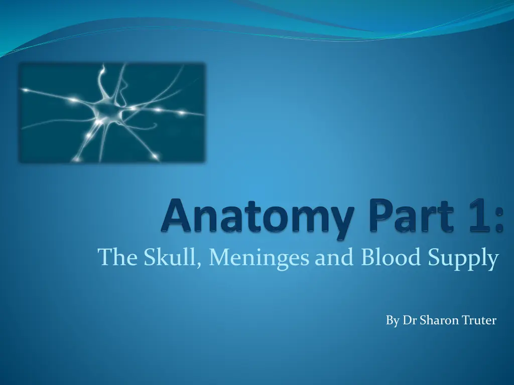 the skull meninges and blood supply