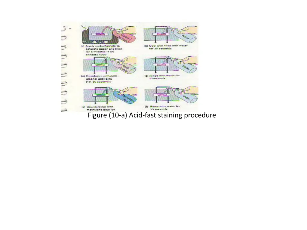 figure 10 a acid fast staining procedure