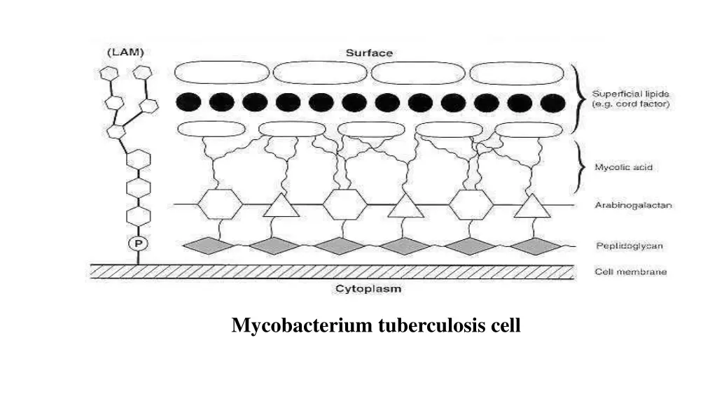 mycobacterium tuberculosis cell wall