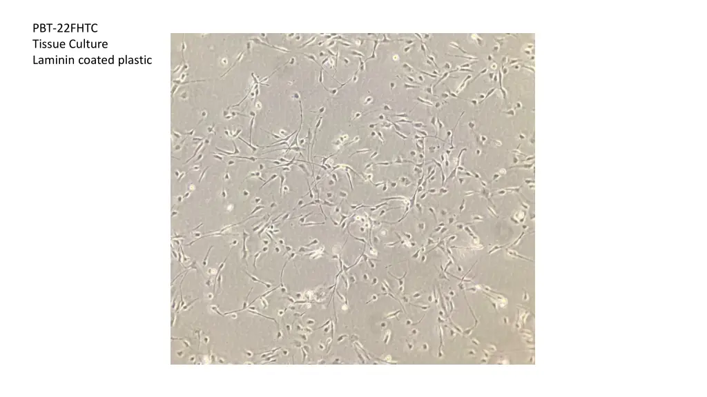 pbt 22fhtc tissue culture laminin coated plastic