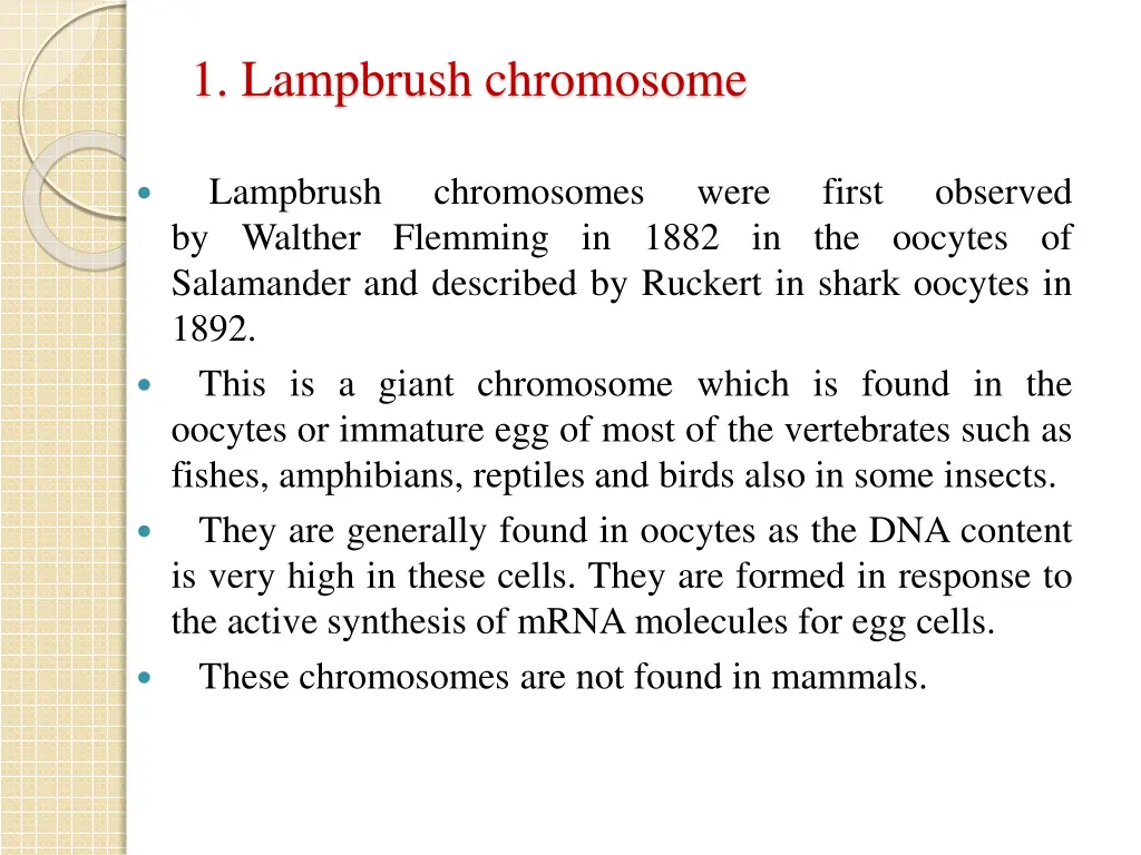 1 lampbrush chromosome